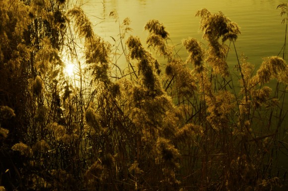 芦花摇曳的浐灞