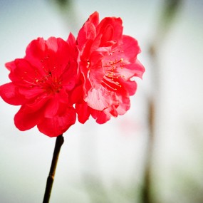 淡淡的春风,暖暖的爱