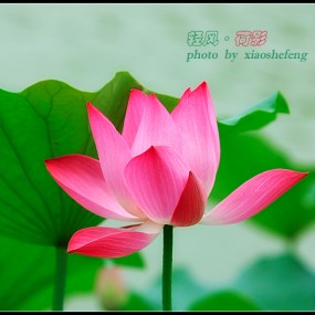 轻风·荷影