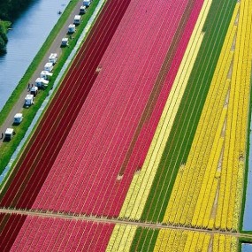谁说油菜花成规模好看了，看看这个你就知道了！