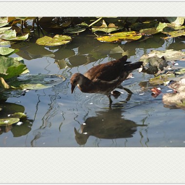 《小品》湿 地 精 灵·····