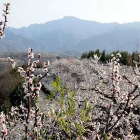 乱花渐欲迷人眼----周至竹峪海子沟杏花开了