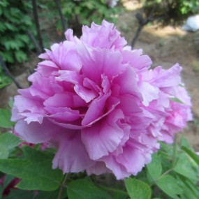 御花园里国花开，满园清香散出城。八方宾客前来观。牧丹前来把客迎。新手上路请指导