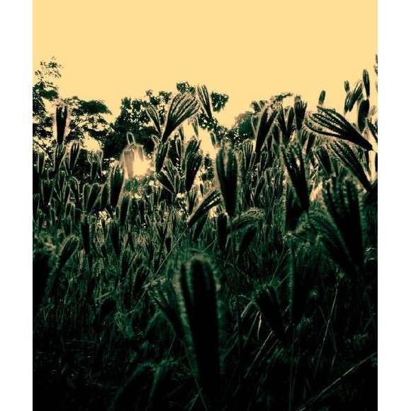 g10小品--狗尾。。。