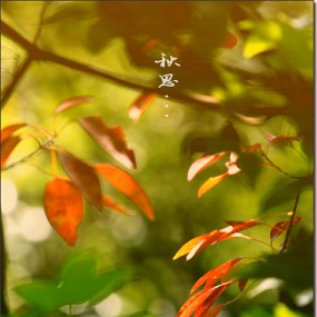 秋思...
