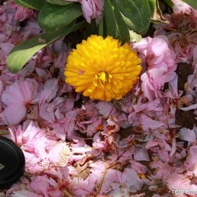 传的晚了 12.4.21 植物园 我的小徒弟拍的比我好多了.....