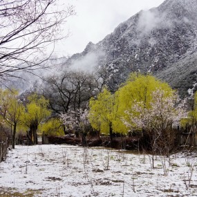 踏雪千里看桃花