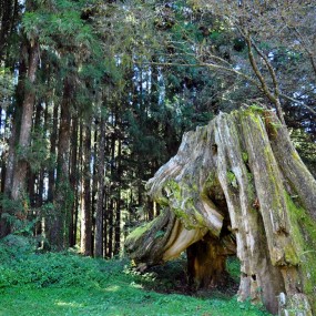 【老树前头万木春】