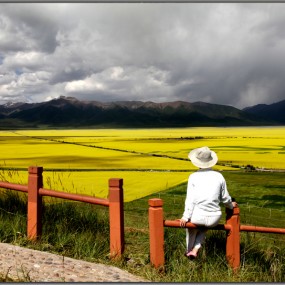 我们游拍-门源油菜花海
