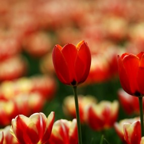 郁金香曼舞的季节