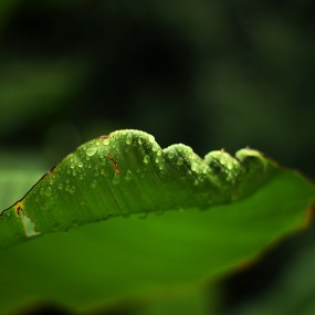 雨打芭蕉