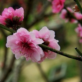 正月初九拍桃花