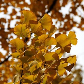 杜陵景美、人更美