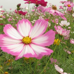 9月拍的格桑花，地点周至