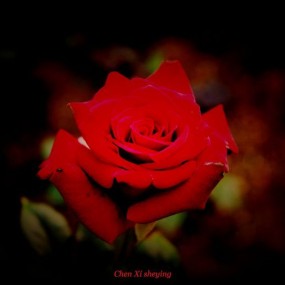 红玫瑰3