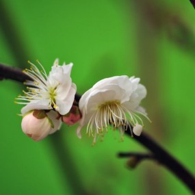 寒梅吐蕊撒清香