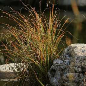 秋草黄，秋草红