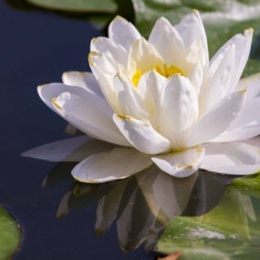 丰庆荷花-盛开篇