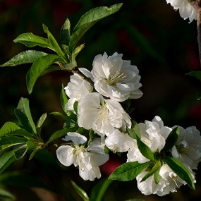 高新瞪羚谷梨花习作。万像更新2012,4,10