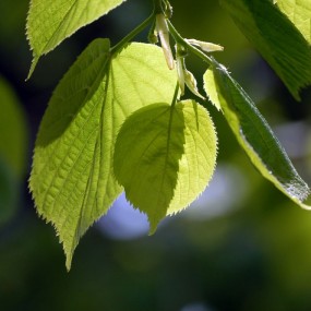 微距帖子（不断更新）