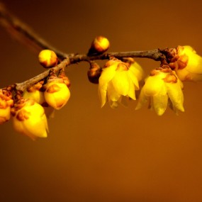 满枝金华报春来