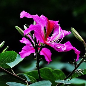 香港市花——紫荆花