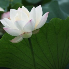 大荔黄河滩万亩莲花香飘醉人