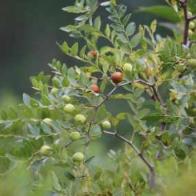 鹿原金秋沟壑里，酸甜山枣最相思