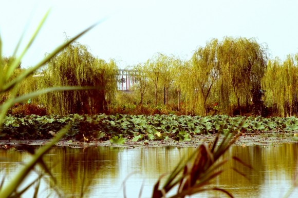 灞河湿地
