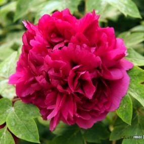 【小区牡丹怒放】