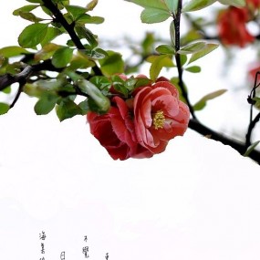 海棠院里寻春色