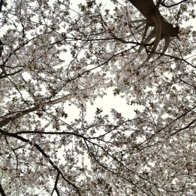 狗头拍片【飘落的红叶李】