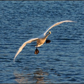威海 烟墩角与天鹅