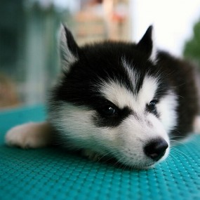 神犬-航海王基德