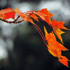 深秋红叶（二）