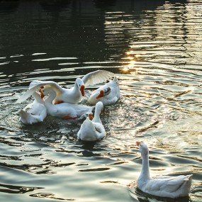 春江水暖鸭先知