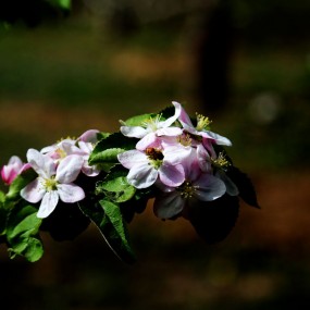 苹果从这里诞生