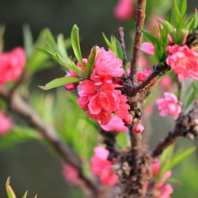 单位院子的小桃树