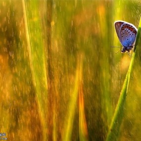 Magdalena Wasiczek超美的昆虫微距摄影