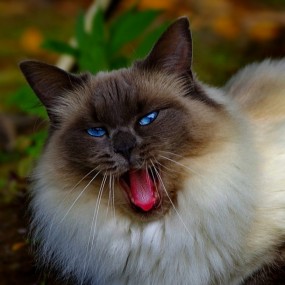 美丽的眼睛 高傲的神态