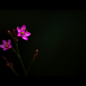 仲夏2-路边花叶