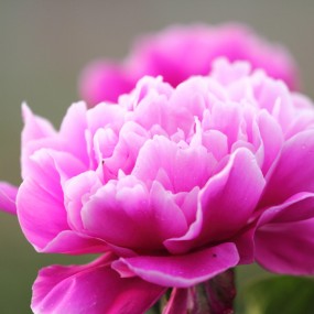 大明宫芍药花（一）