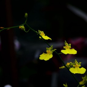 高雅秀丽----文心兰