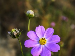 今年最后的格桑花与雏菊