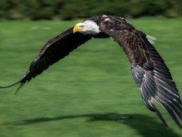 Dalia Fichmann 野生动物摄影