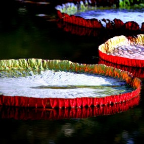 王莲（西安植物园）