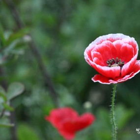 浐灞世园虞美人