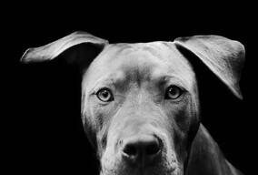 用心的影像| 为流浪狗留影