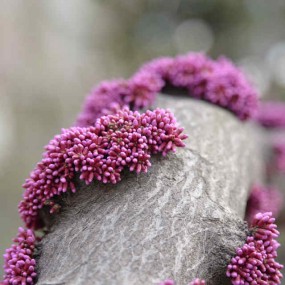 老树新花----紫荆花开