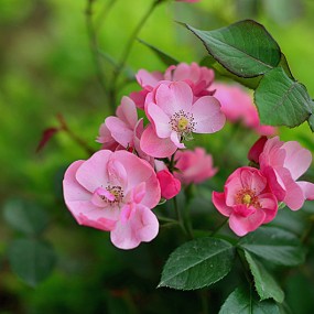 西郊一小区随拍几张花草练手。万像更新2012.5.16